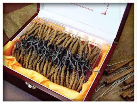 七里河冬虫夏草回收